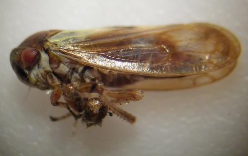 Réf. 256 744 : Oncopsis sp.